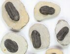 Lot: Assorted Devonian Trilobites - Pieces #76920-4